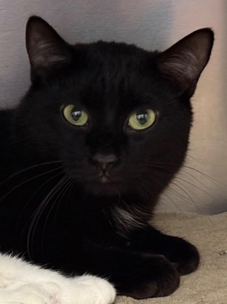 Theo, a Adoptable Domestic Short Hair in Amery, WI image 1/2