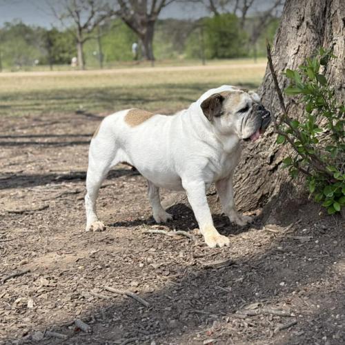 Isabel, a Adoptable English Bulldog in Austin, TX image 1/5