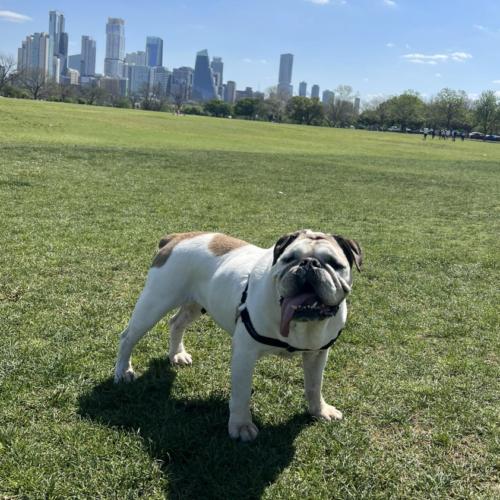 Isabel, a Adoptable English Bulldog in Austin, TX image 4/5