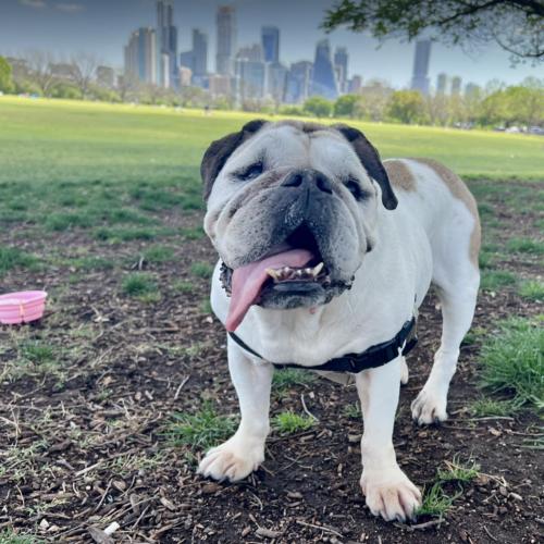 Isabel, a Adoptable English Bulldog in Austin, TX image 5/5