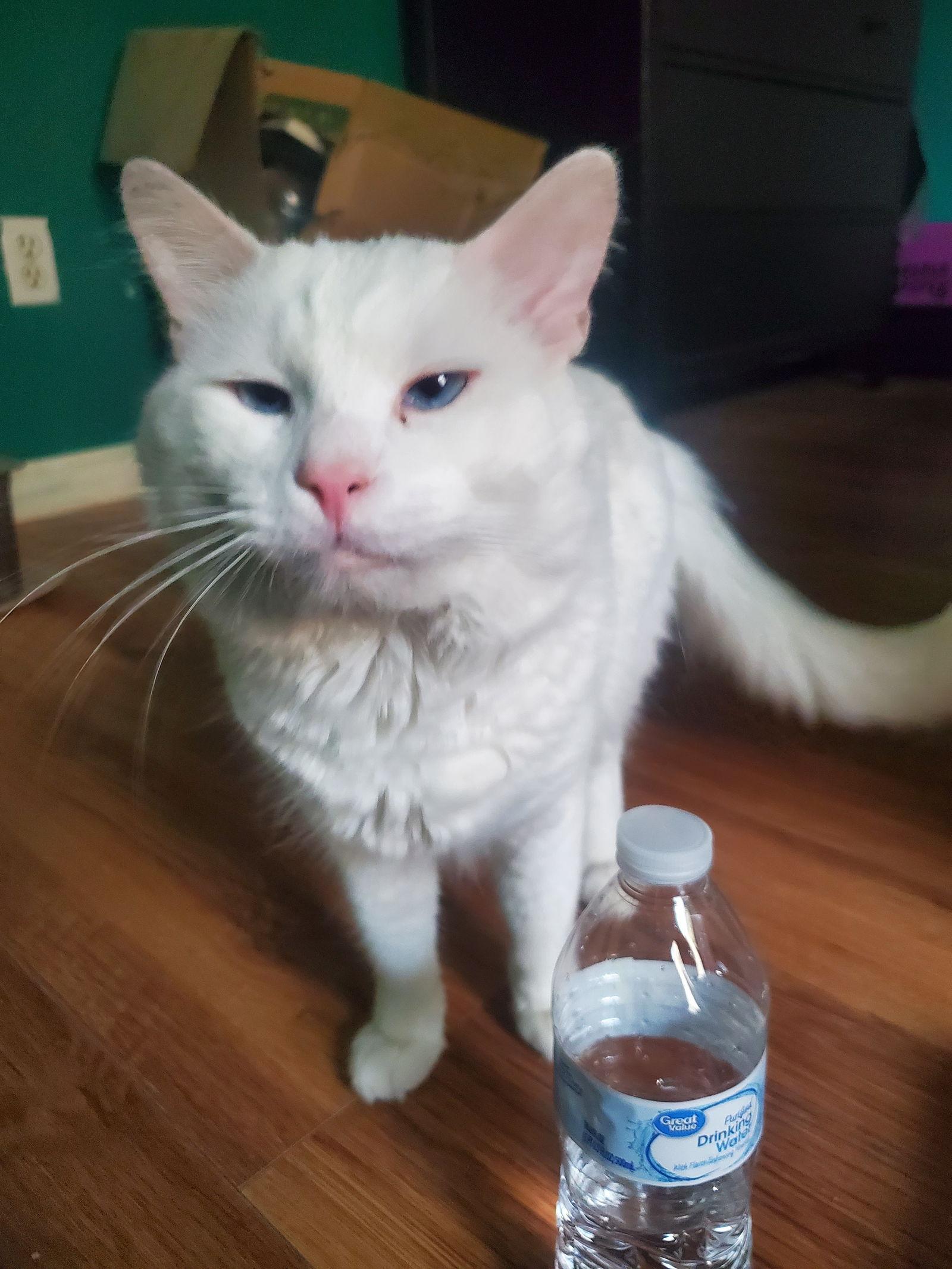 Snowball (Bonded with Mason), Adoptable, Adult Male Domestic Medium Hair.