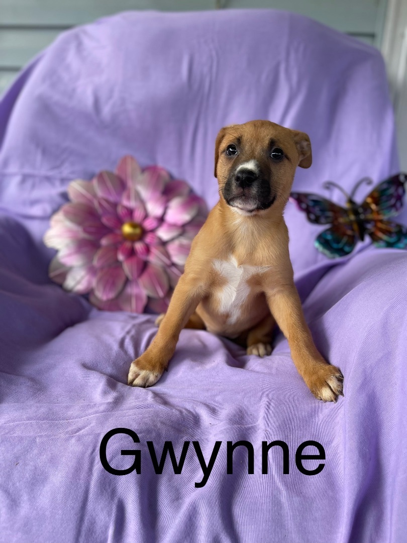 Gwynne, a Adopted mixed breed in Elizabeth, WV image 1/2
