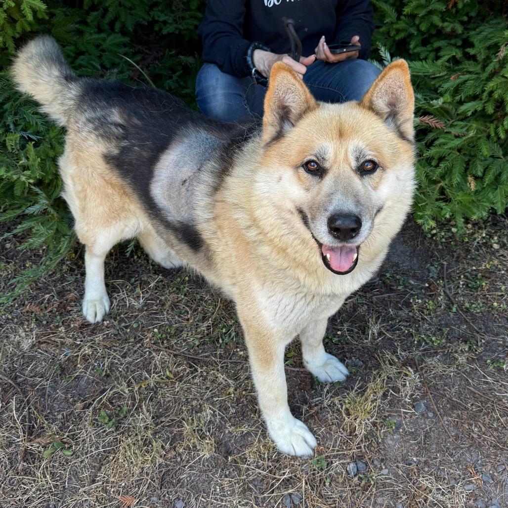 Mack, Adoptable, Adult Male Mixed Breed.