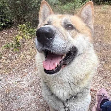 Enlarge Mack, a Adoptable Mixed Breed in Fort Bragg, CA image 2/4
