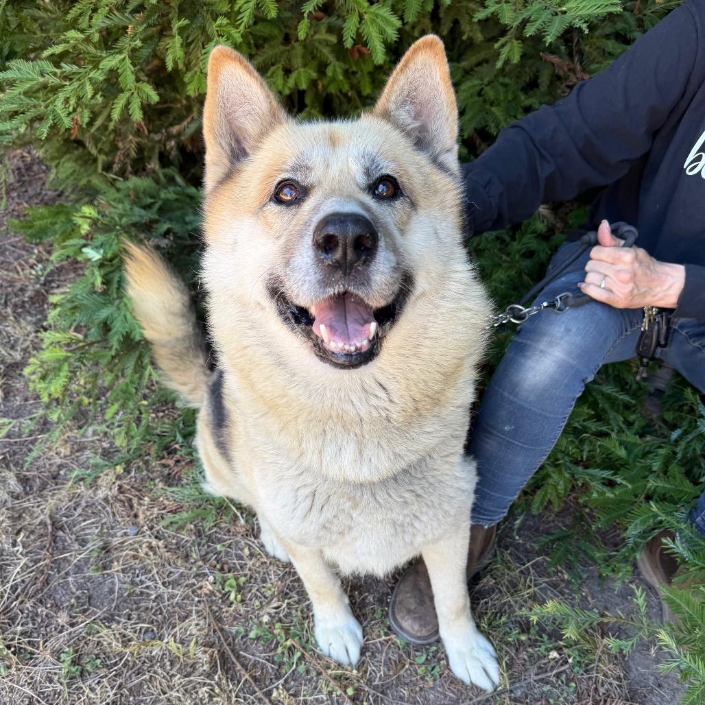 Enlarge Mack, a Adoptable Mixed Breed in Fort Bragg, CA image 3/4