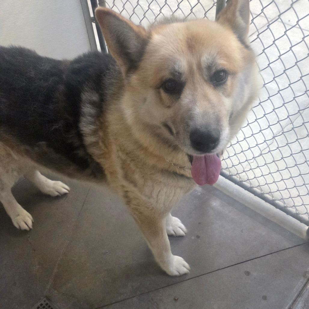 Enlarge Mack, a Adoptable Mixed Breed in Fort Bragg, CA image 4/4