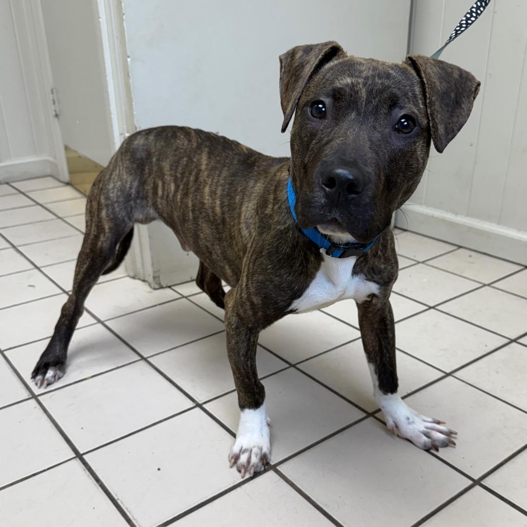 Ranger — thumbnail 2