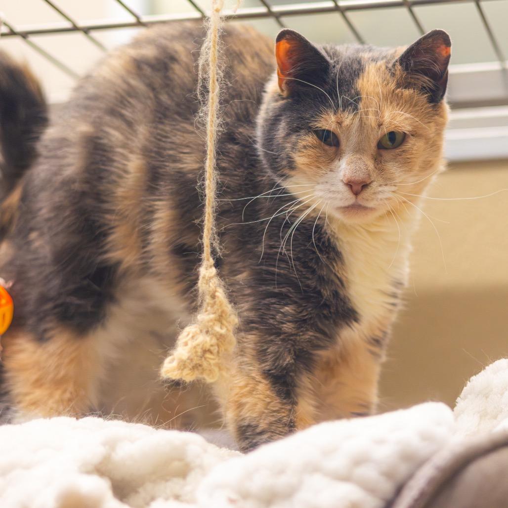 Indi — thumbnail 2