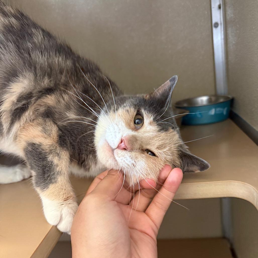 Indi — thumbnail 3