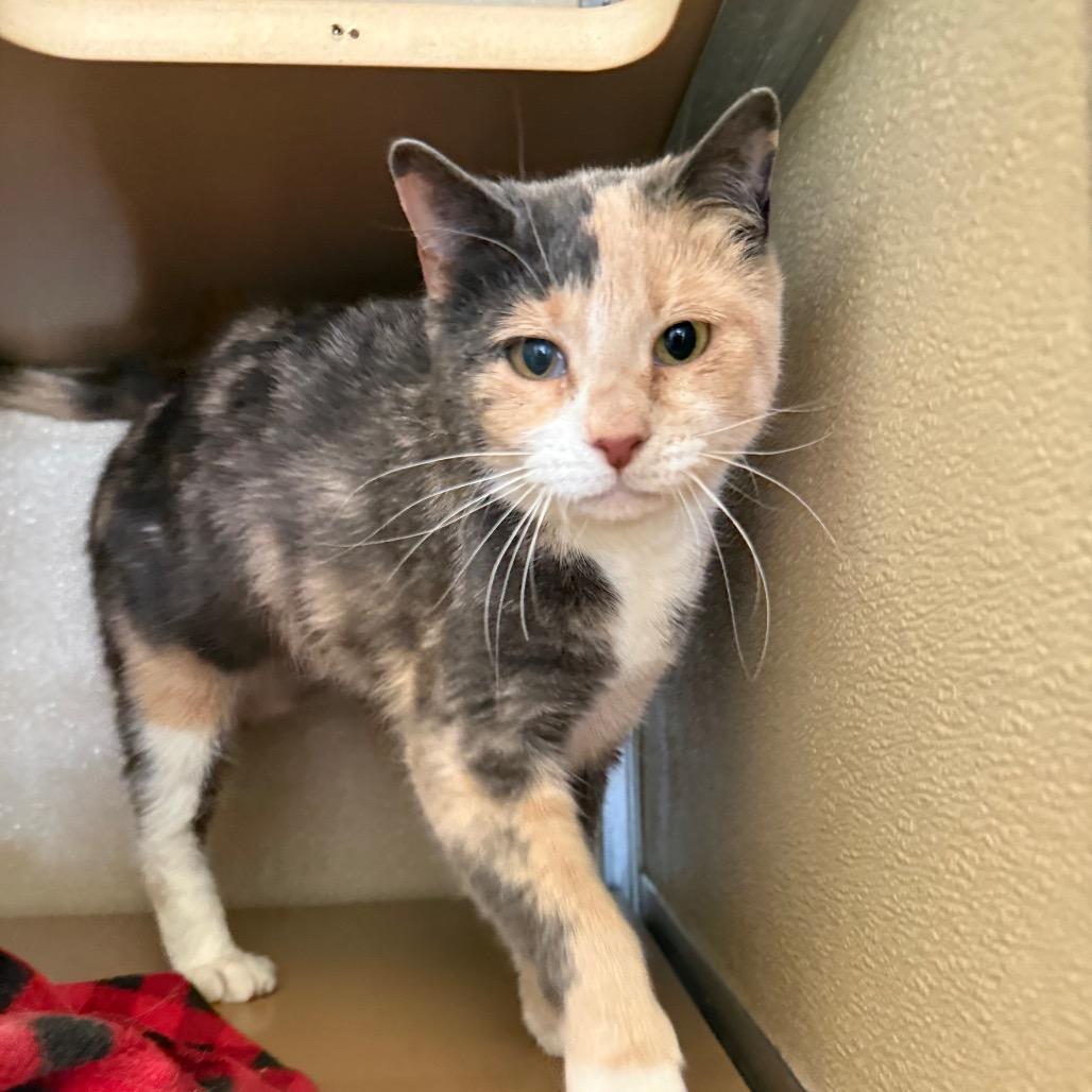 Indi — thumbnail 4