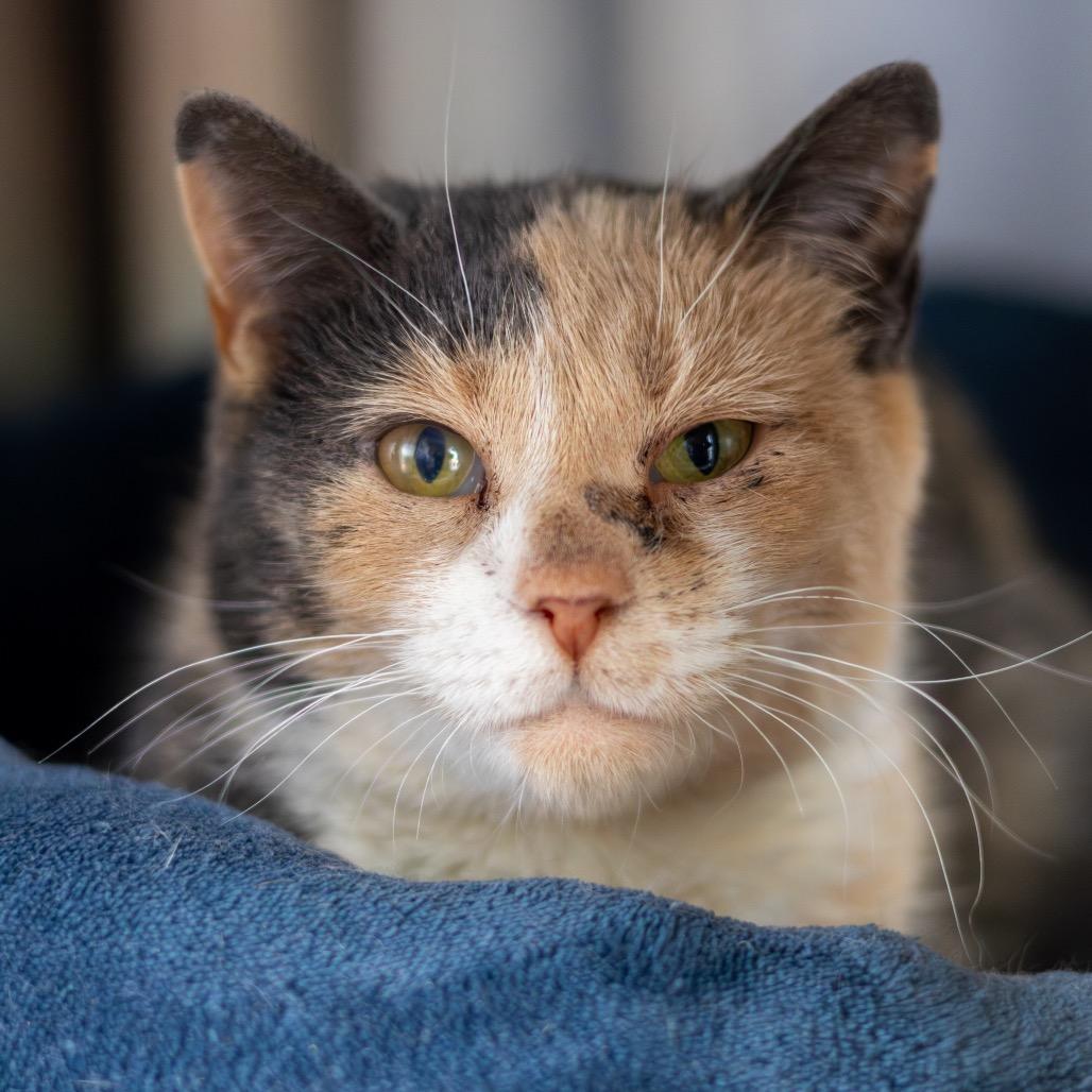 Indi — thumbnail 5