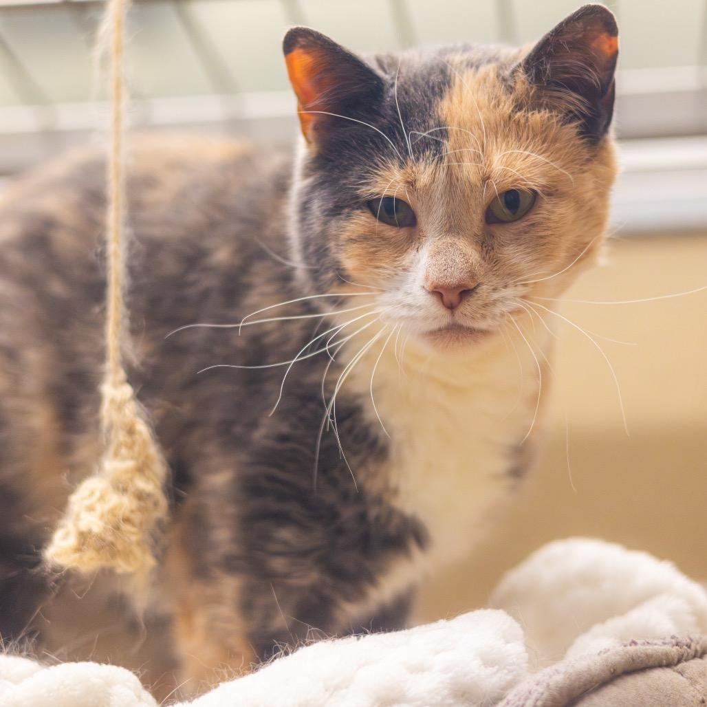 Indi — thumbnail 6