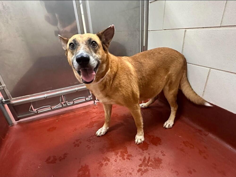 Giselle, a Adoptable mixed breed in Douglasville, GA image 2/2
