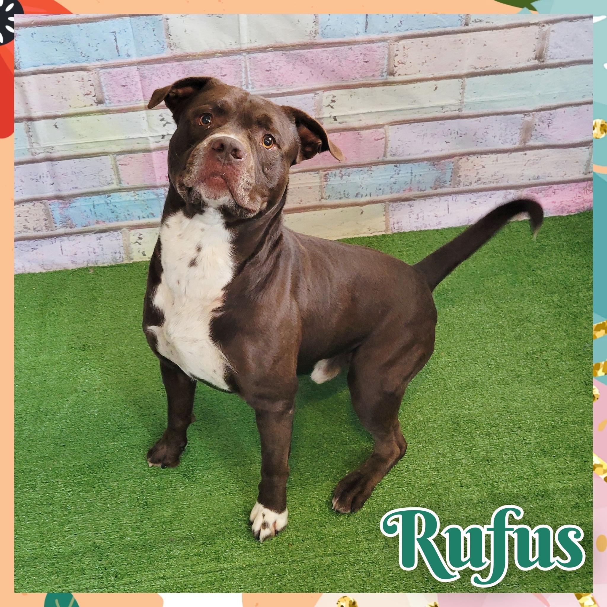 Rufus, ADOPTABLE, Adult Male Pit Bull Terrier.