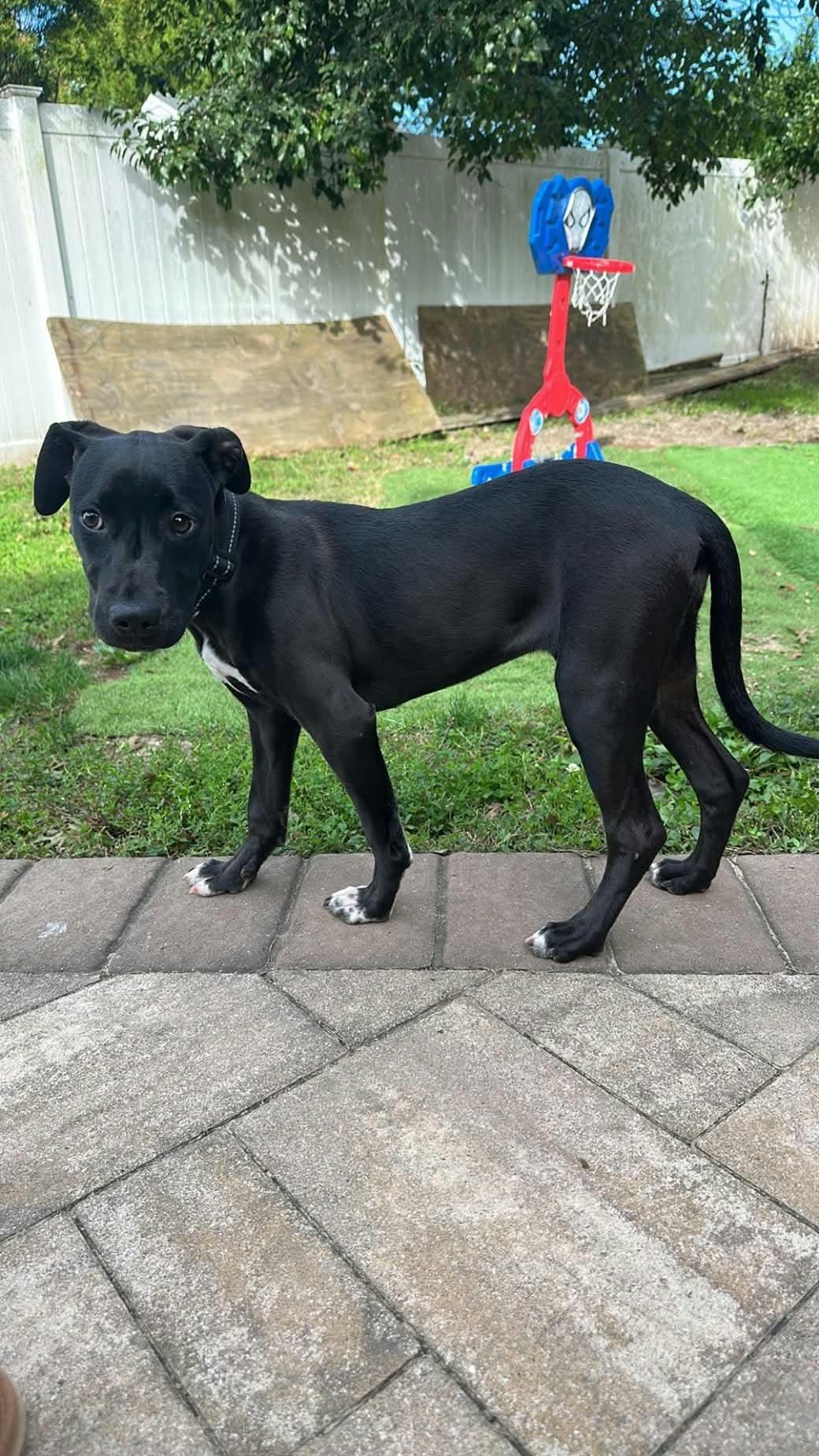Enlarge CORA, a Adoptable Labrador Retriever in Holbrook, NY image 1/3