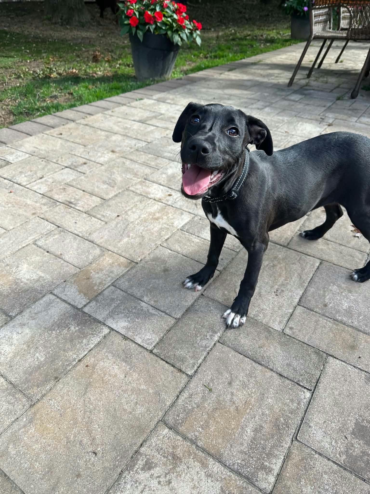 Enlarge CORA, a Adoptable Labrador Retriever in Holbrook, NY image 2/3