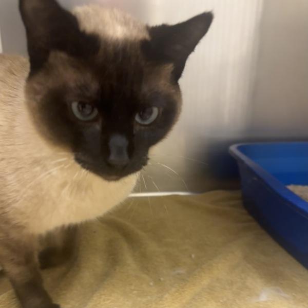 Steel Wool, Adoptable, Young Male Siamese.