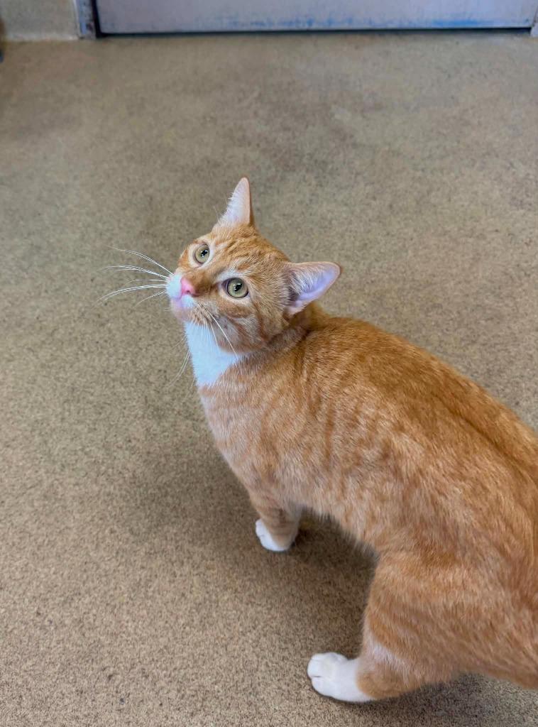 Ziplock, a Adoptable mixed breed in Grand Forks, ND image 2/3
