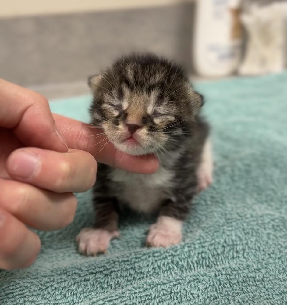 Franklin, Adoptable, Kitten Male Domestic Short Hair.
