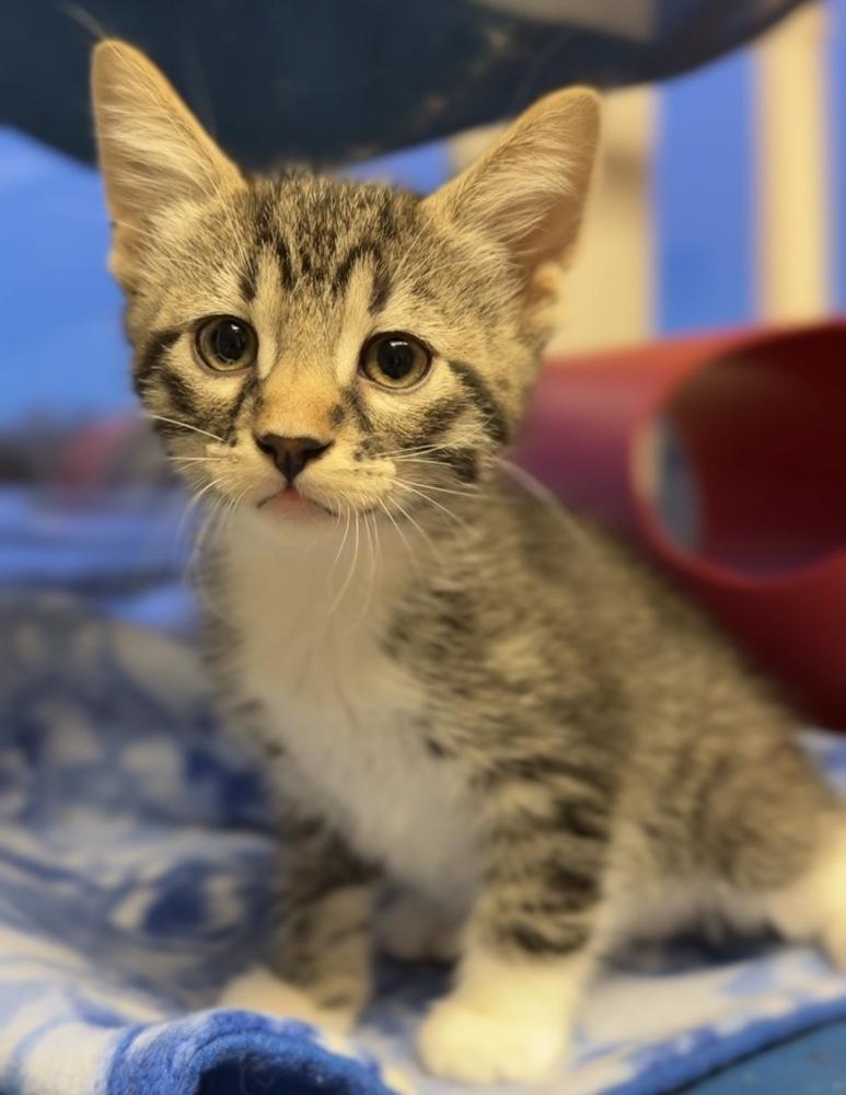 Enlarge Franklin, a Adoptable Domestic Short Hair in Bemidji, MN image 3/3