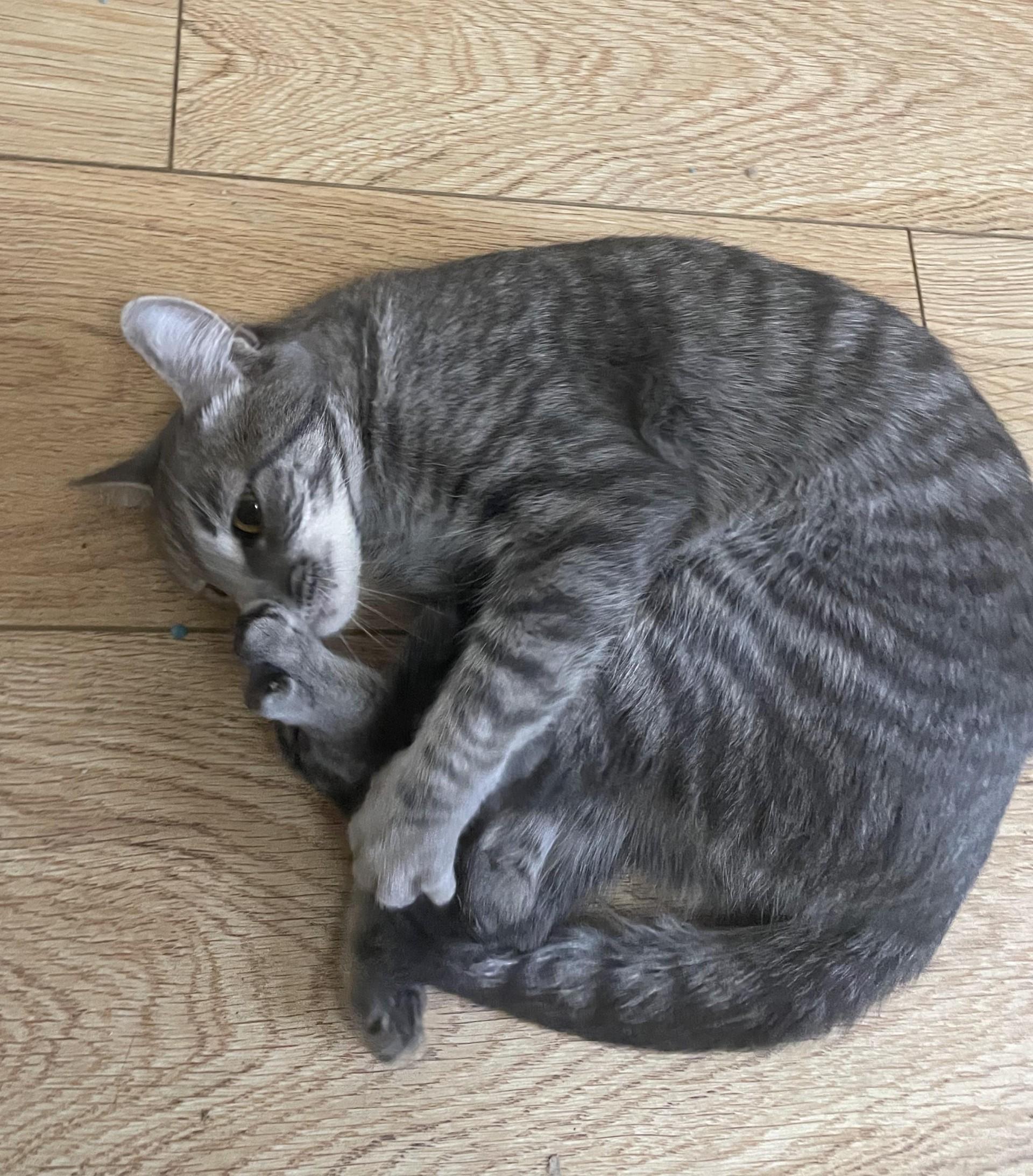 Ashlyn, Adoptable, Adult Female Tabby.