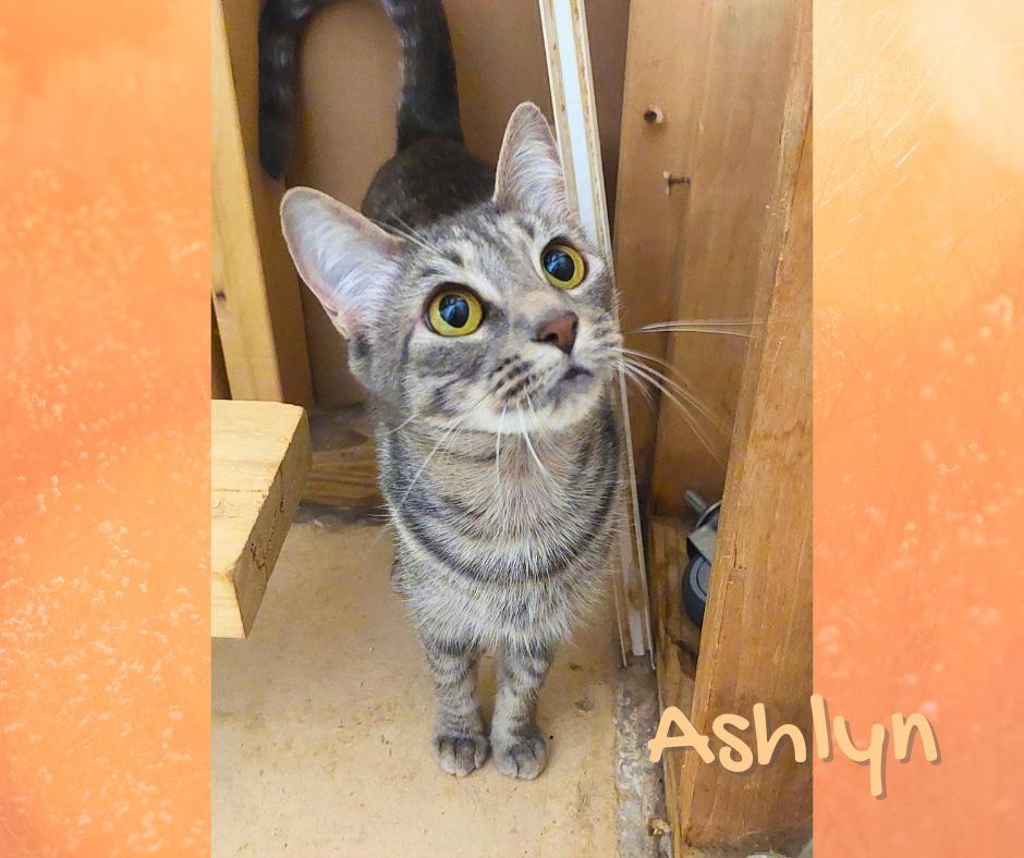 Ashlyn, a Adoptable Tabby in Orange City, FL image 1/5