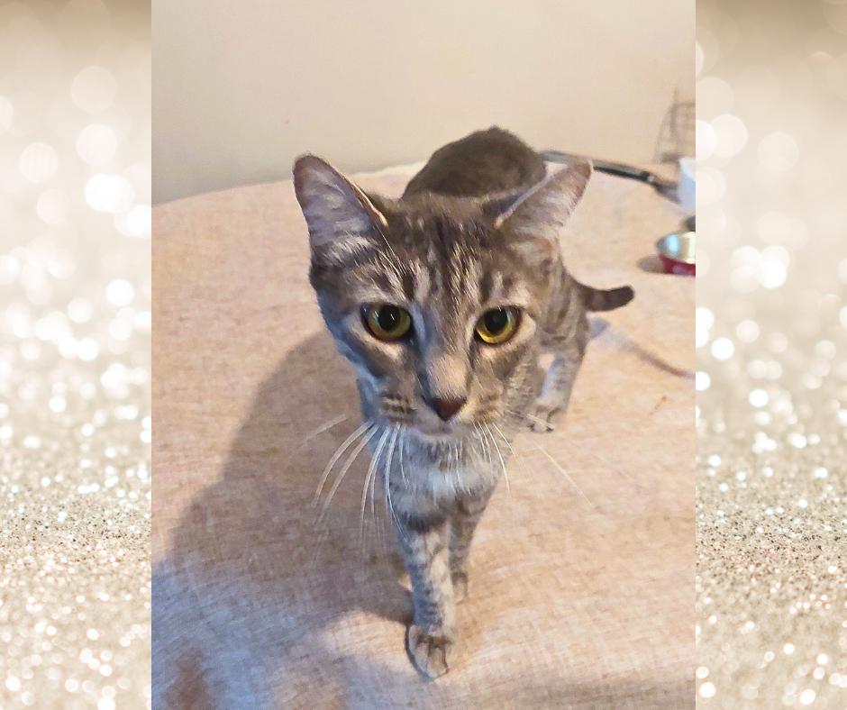 Ashlyn, a Adoptable Tabby in Orange City, FL image 2/5