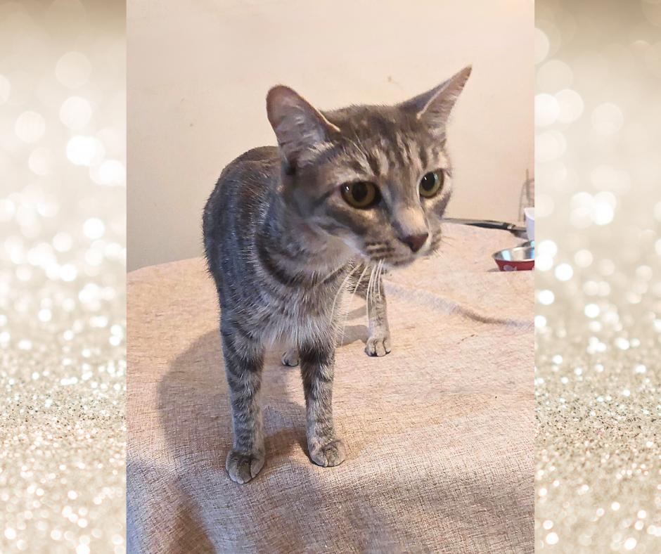 Ashlyn, a Adoptable Tabby in Orange City, FL image 4/5