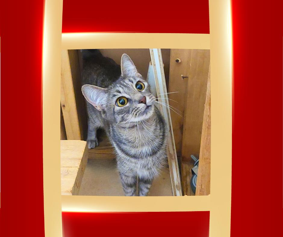 Ashlyn, a Adoptable Tabby in Orange City, FL image 3/5