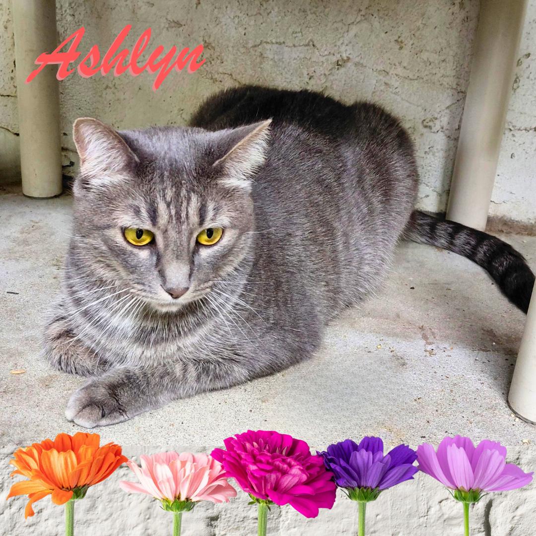 Enlarge Ashlyn, a Adoptable Tabby in Orange City, FL image 1/4