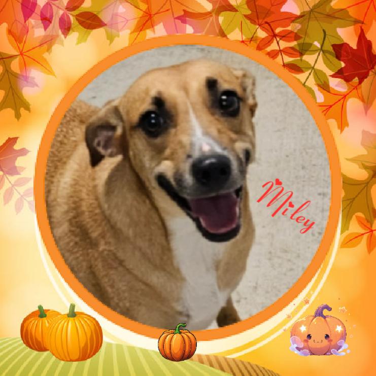 Enlarge Miley, an adoptable Terrier in Monticello, IN image 1/1