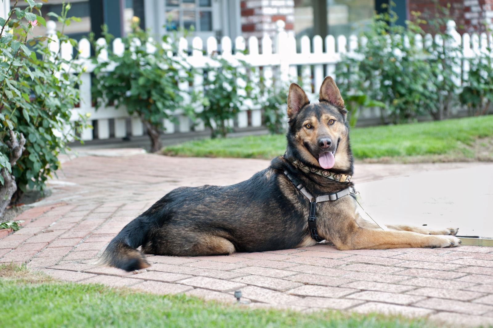 Baloo, Adoptable, Adult Male German Shepherd Dog.