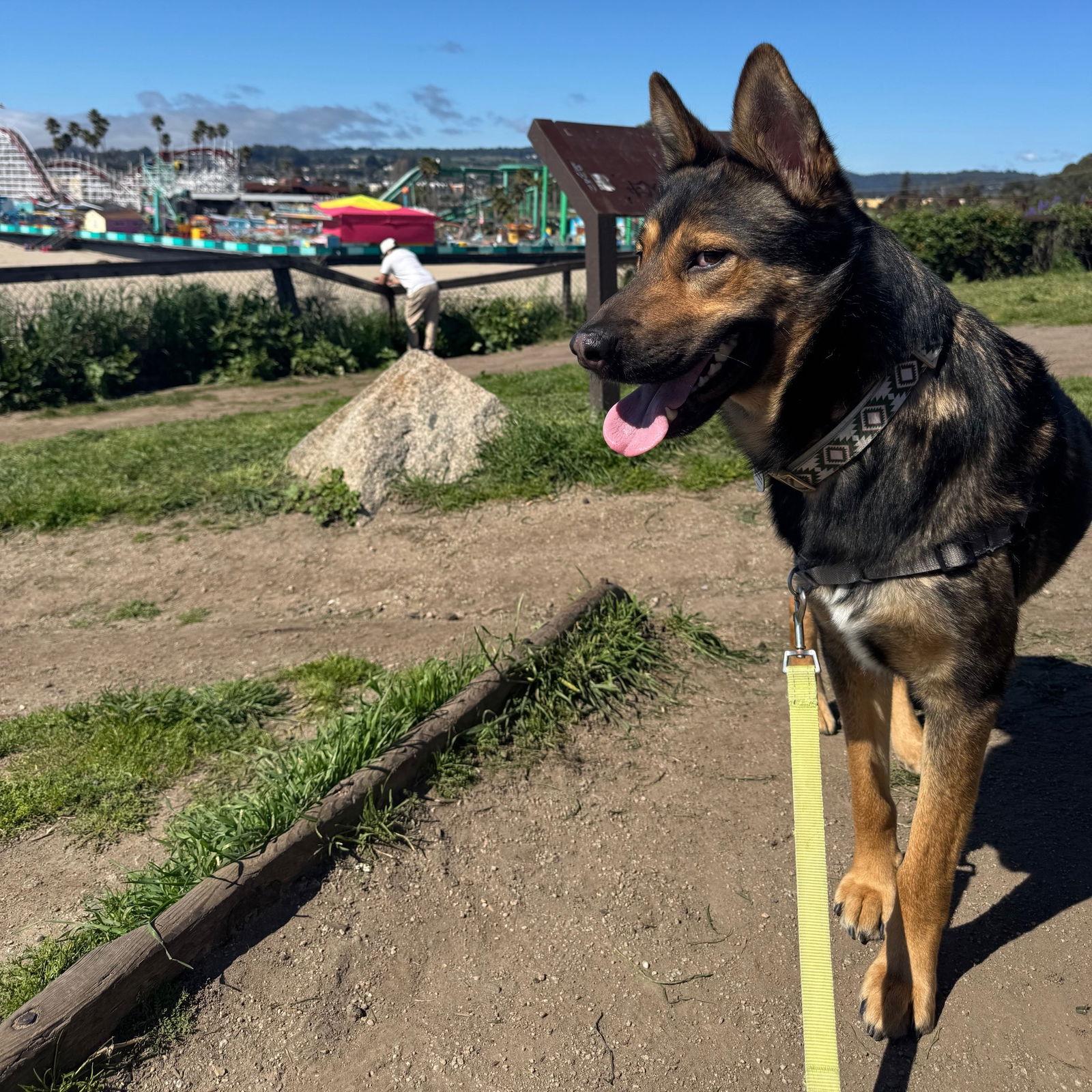 Baloo, Adoptable, Adult Male German Shepherd Dog.