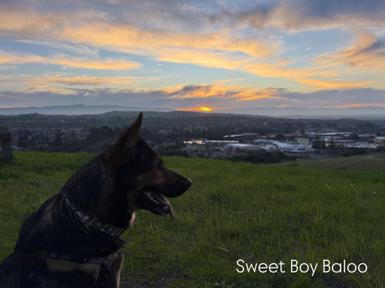 Enlarge Baloo, a Adoptable German Shepherd Dog in San Jose, CA image 3/3
