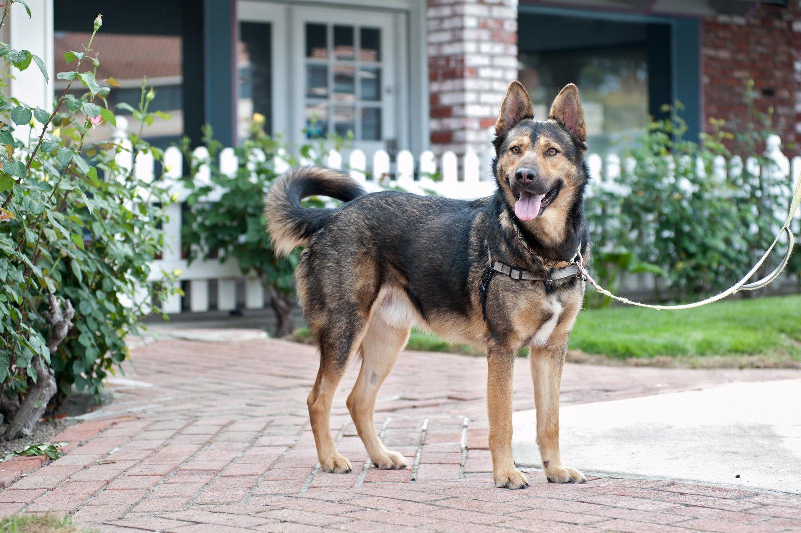 Enlarge Baloo, a Adoptable German Shepherd Dog in San Jose, CA image 3/3