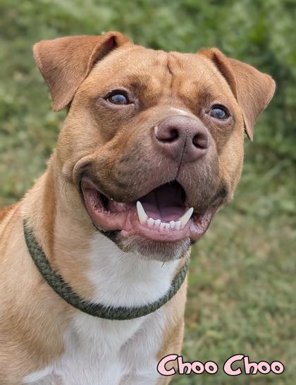 Enlarge Choo Choo, a Adoptable mixed breed in Mason, MI image 1/3