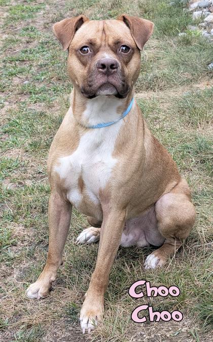 Enlarge Choo Choo (surgery 8/3), a Adoptable mixed breed in Mason, MI image 1/1