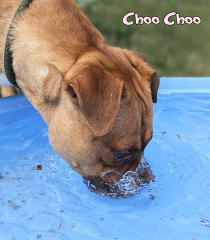 Enlarge Choo Choo, a Adoptable mixed breed in Mason, MI image 2/3