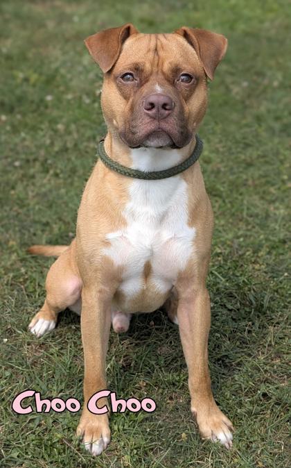 Enlarge Choo Choo, a Adoptable mixed breed in Mason, MI image 3/3