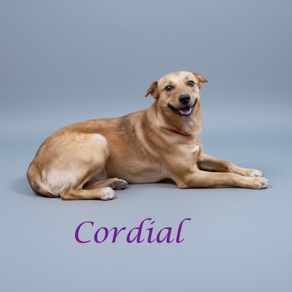 Cordial D25-214, a Adoptable Mixed Breed in Lebanon, TN image 1/3