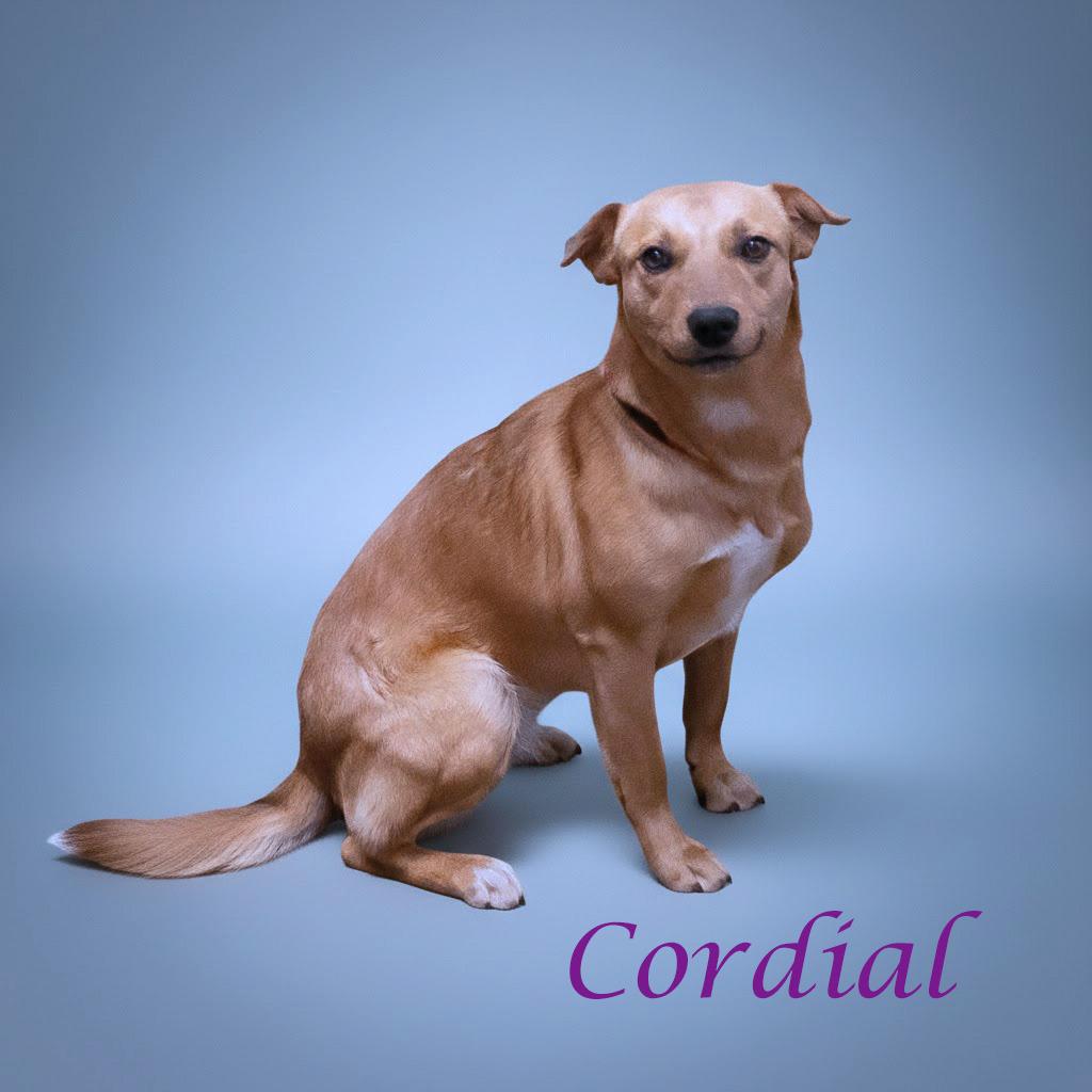 Cordial D25-214, a Adoptable Mixed Breed in Lebanon, TN image 2/3