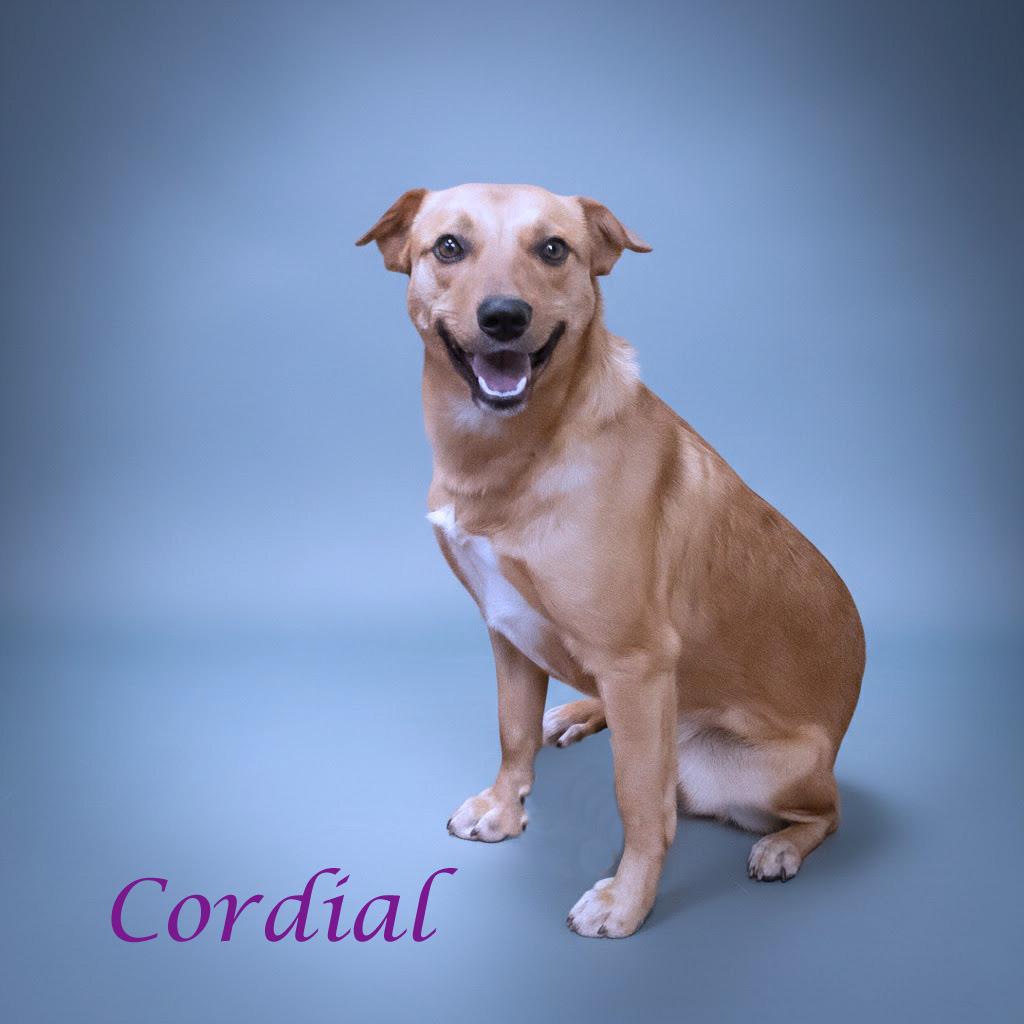 Cordial D25-214, a Adoptable Mixed Breed in Lebanon, TN image 3/3