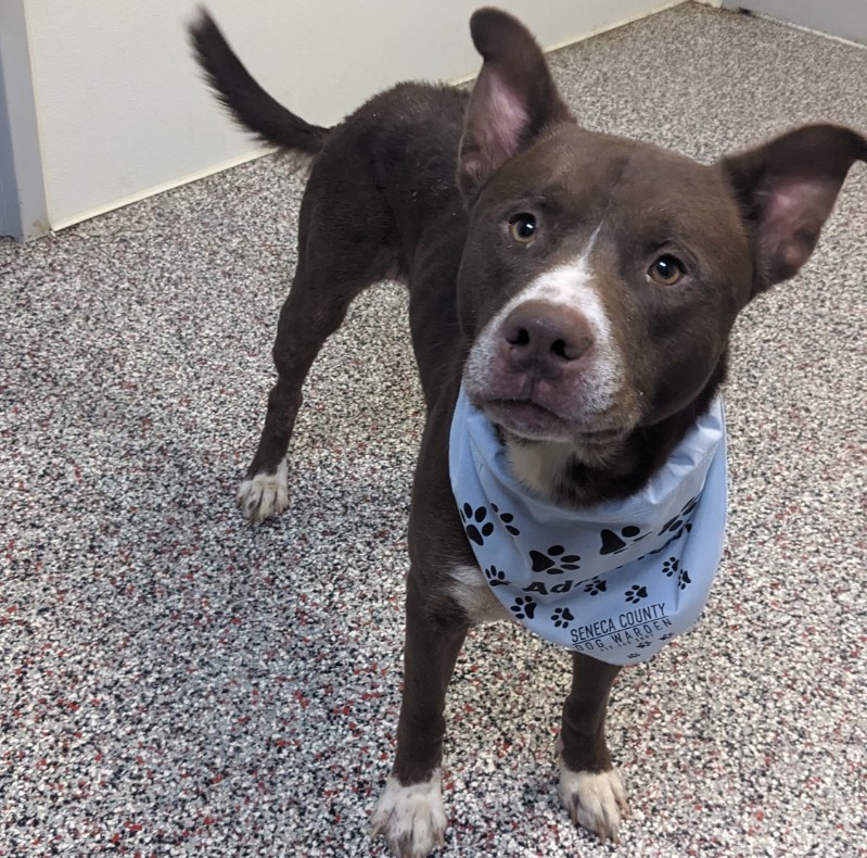 Dog for adoption Rocky, a Labrador Retriever Mix in Tiffin, OH