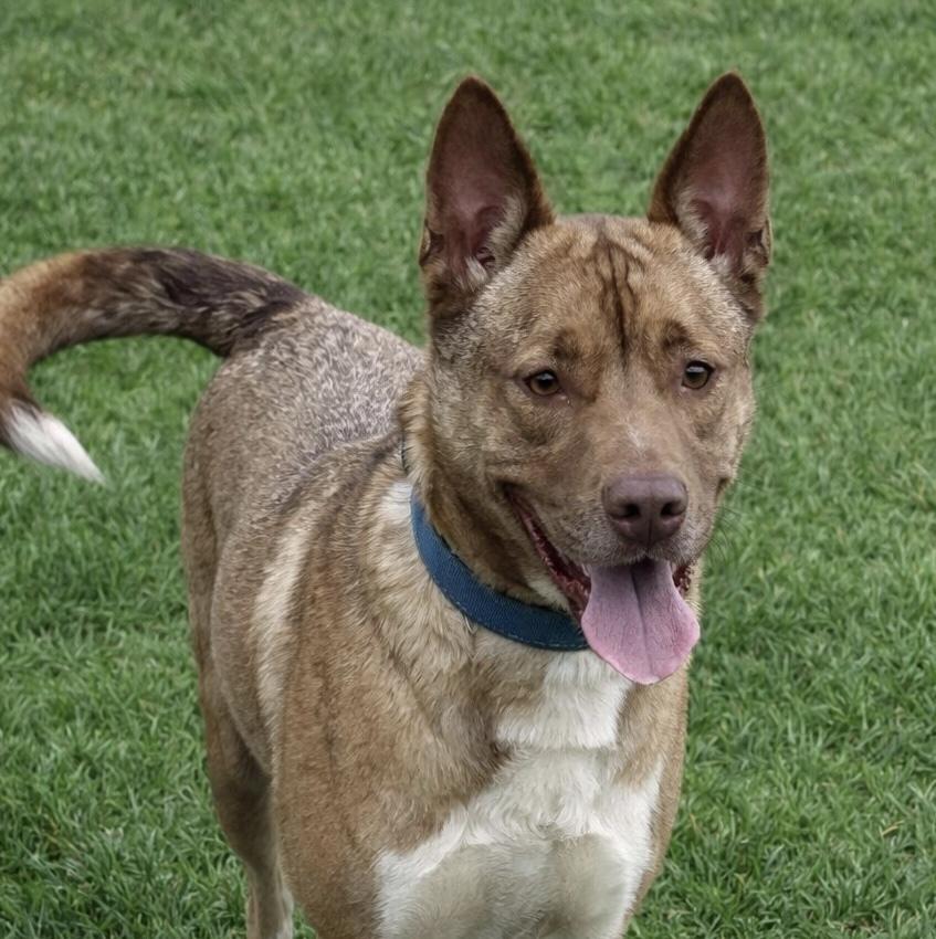 Enlarge Ace, a Adoptable mixed breed in Lancaster, PA image 1/6