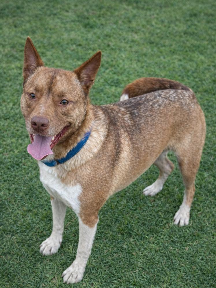 Enlarge Ace, a Adoptable mixed breed in Lancaster, PA image 2/6