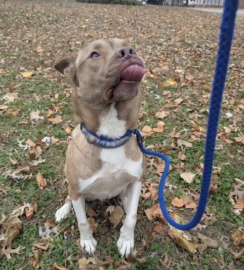 Enlarge Ace, a Adoptable mixed breed in Lancaster, PA image 1/5