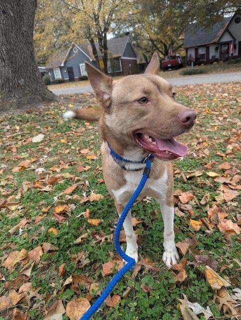 Enlarge Ace, a Adoptable mixed breed in Lancaster, PA image 3/5