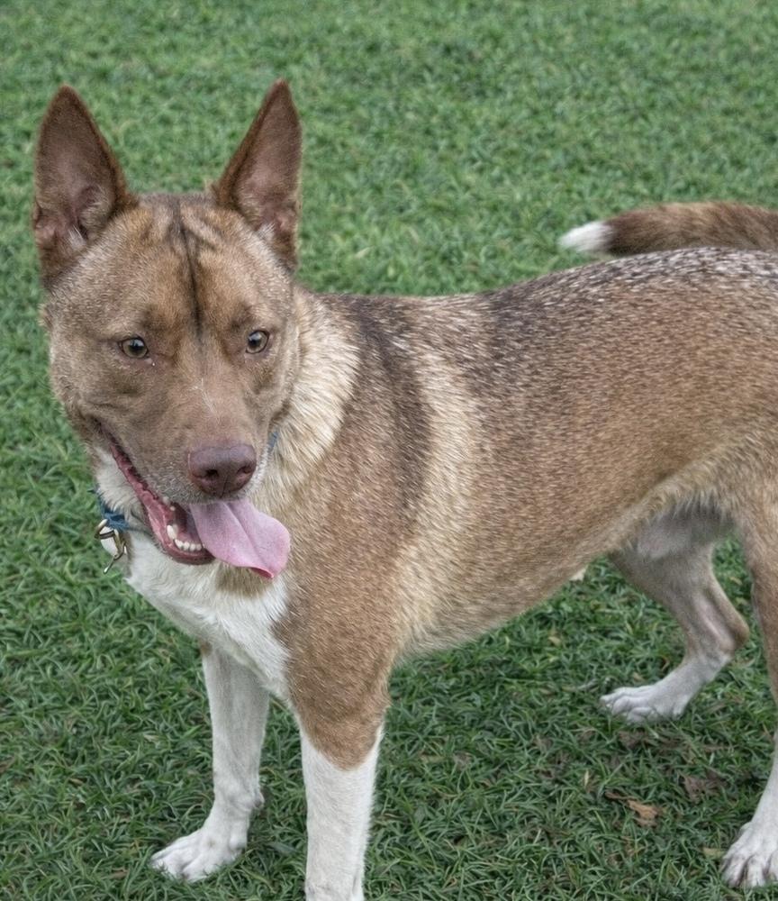 Enlarge Ace, a Adoptable mixed breed in Lancaster, PA image 3/6