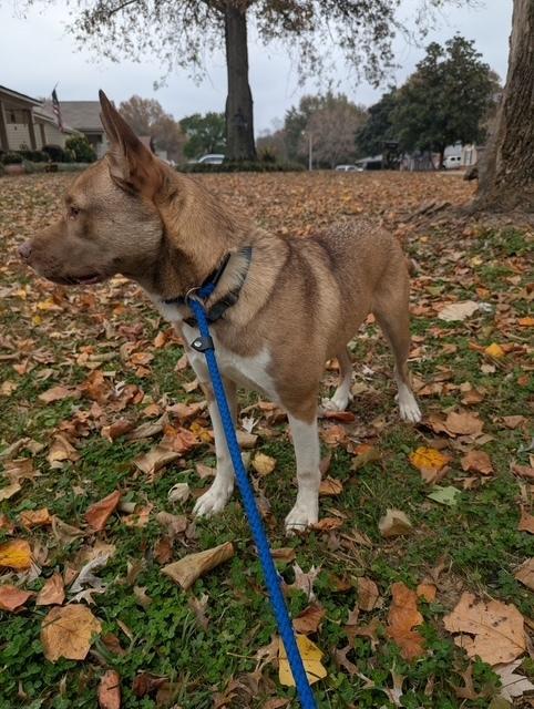 Enlarge Ace, a Adoptable mixed breed in Lancaster, PA image 4/5