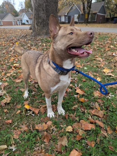 Enlarge Ace, a Adoptable mixed breed in Lancaster, PA image 5/5